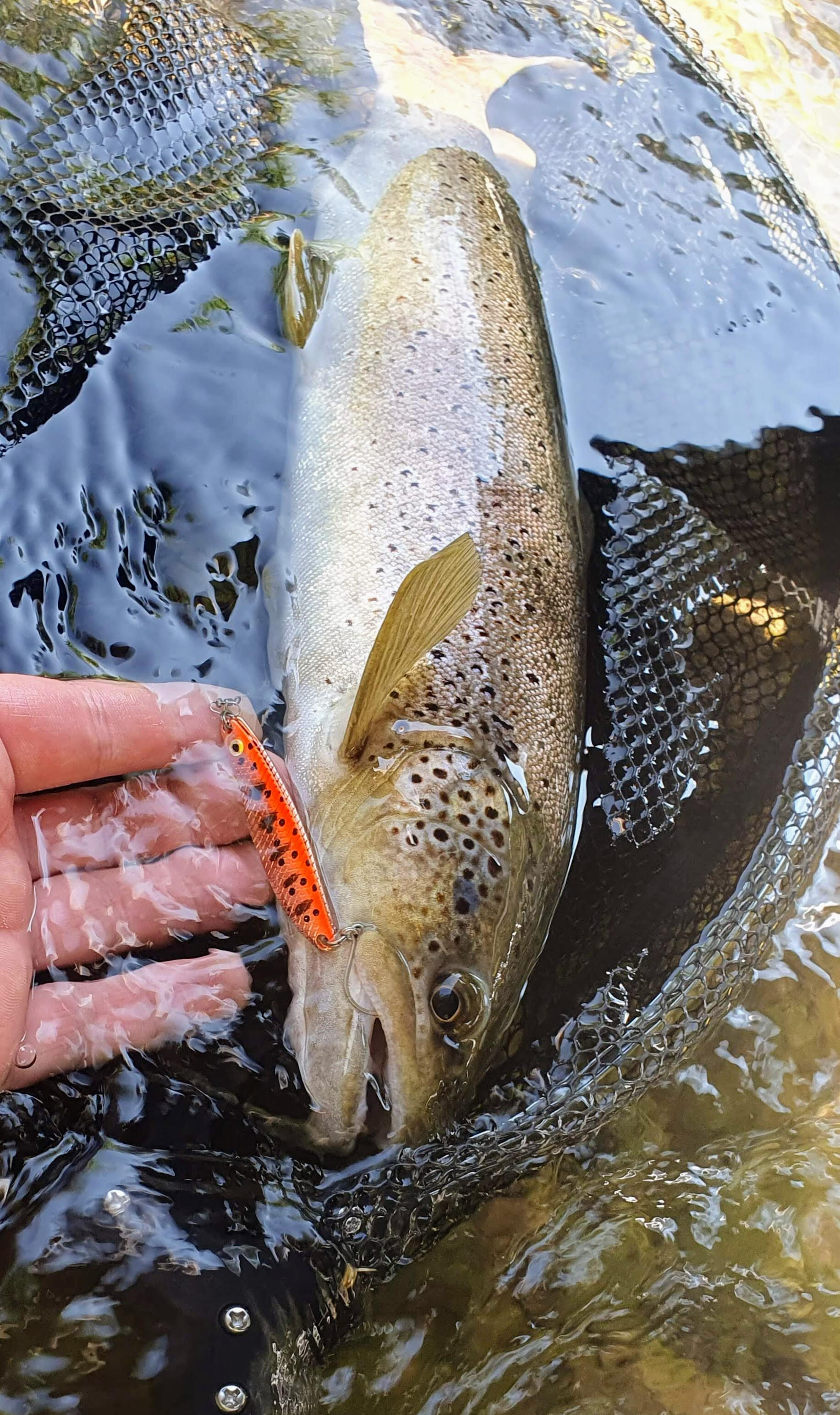 Cuiller ondulante truite saumon Cuiller ondulante Gemini Lures double tôle Attractant