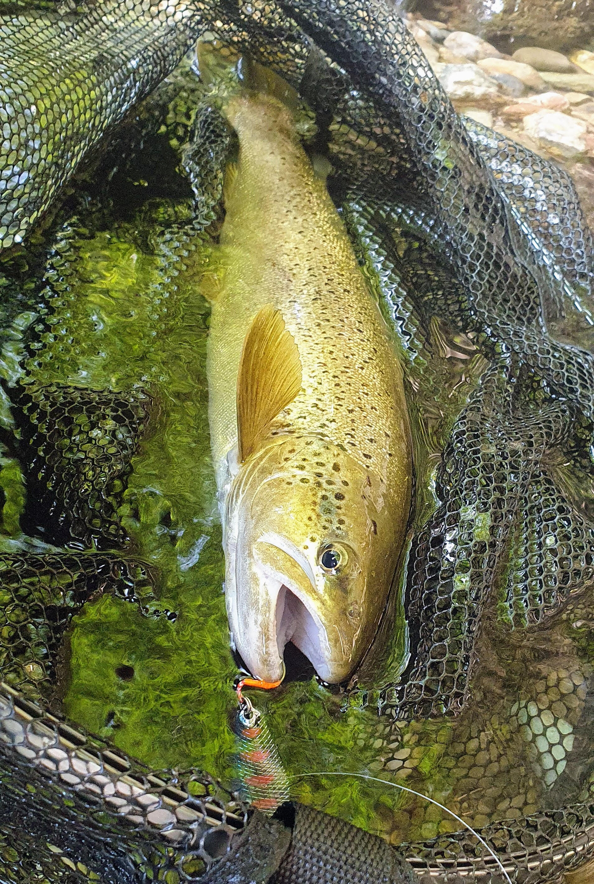 Cuiller ondulante truite Cuiller ondulante Gemini Lures double tôle Attractant